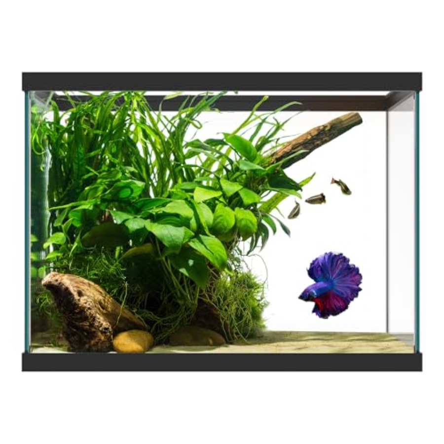Aquarium Fish Goldfish - ตู้ปลาแก้วขนาด 20 แกลลอน - 24 x