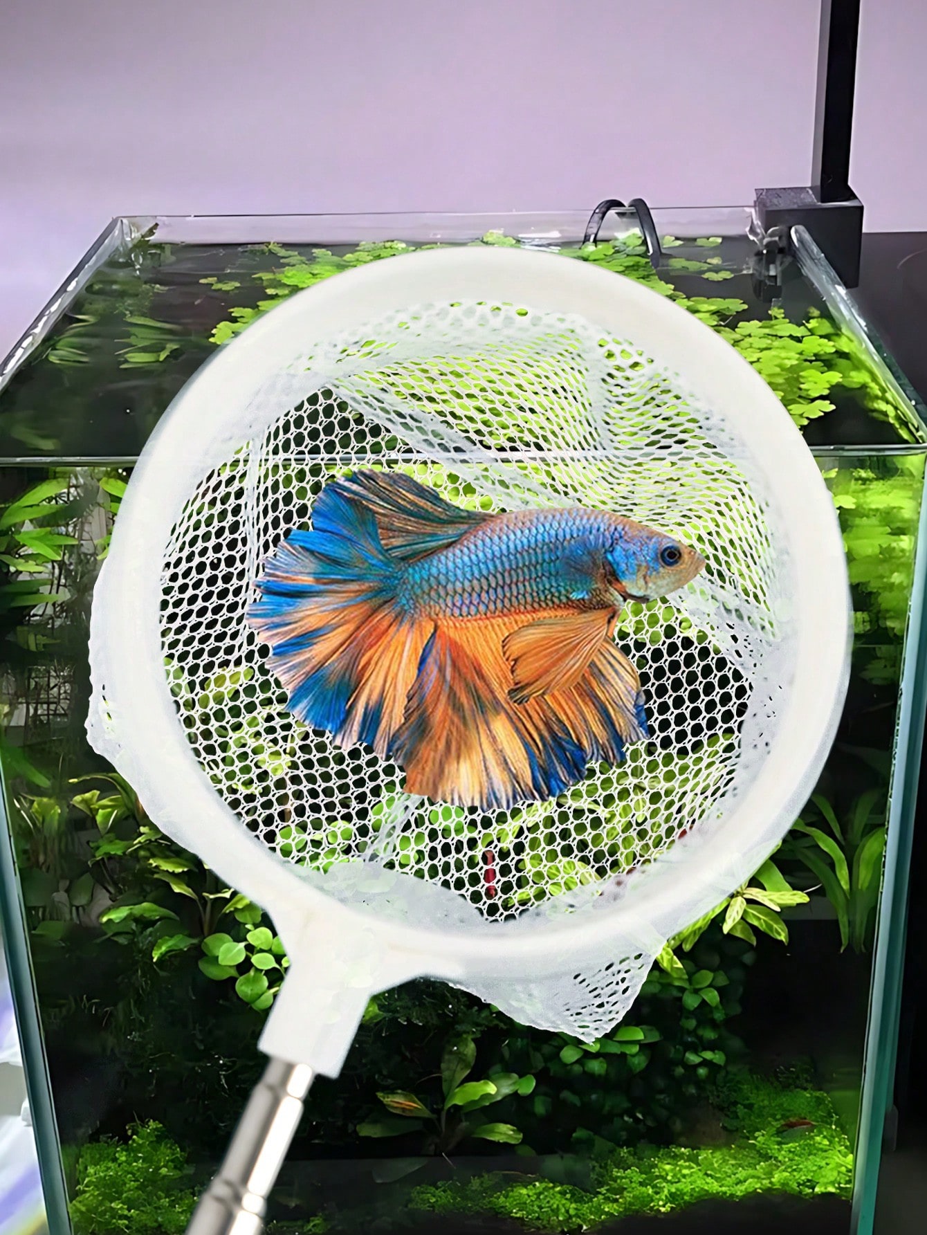 ตาข่ายจับปลาในตู้ปลา - ตาข่ายแ - Fish Net Handle บทวิจารณ์และราคา