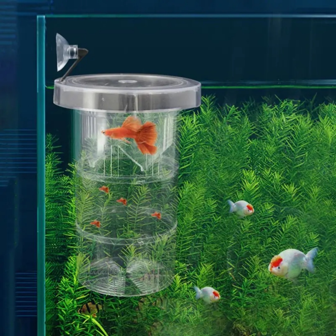 กล่องอะคริลิคสำหรับเพาะพันธุ์ป - Aquarium Fish Feeder บทวิจารณ์และราคา